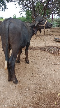 પાડો વેચવાનો છે