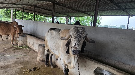bull વેચવાનો છે