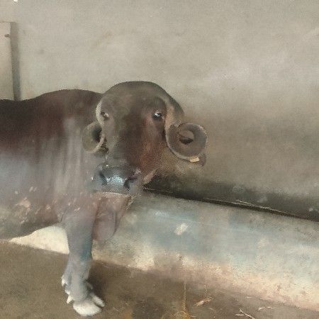 ખડેલી વેચવા ની છે
