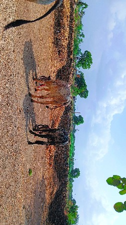 કાબરા ગોધલા વેચવાના છે