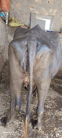 khadeli vechava ni chhe