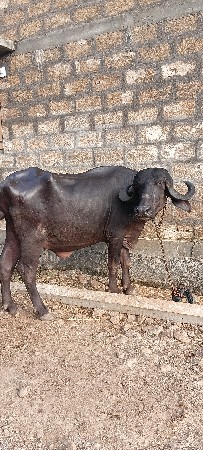 પેલું વેતર ખડેલી વેચવાની છે