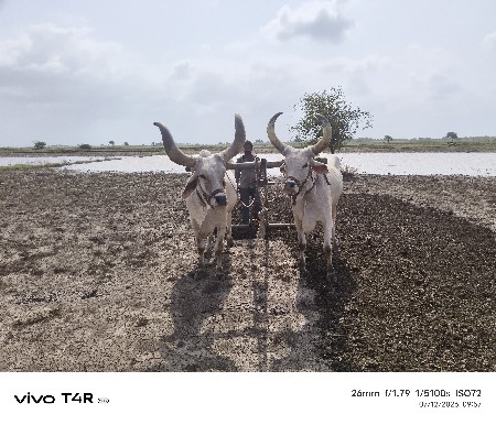 જવાબદારિ થી બળદ આપવા ના છે .