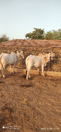 ટોટલ જવાબદારી થી આપવાના છે