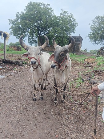 वासना वेसवानासे