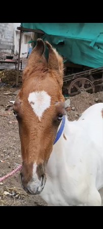 2 વસેરા
