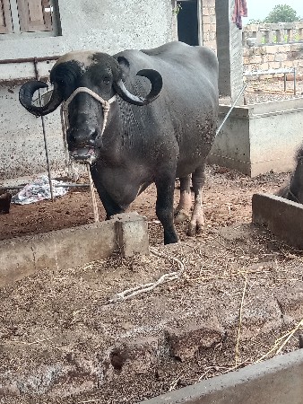 વેસવાનીસે બીજુવેતર 1015