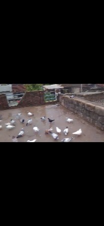 1 કબુતર