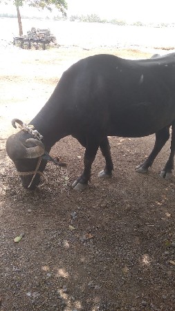 ભેંસ વેચવાની છે ૯ મહિનો ચાલે છે