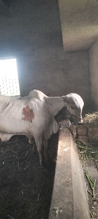 ગોઢલો વાછડો વેચવાનો છે