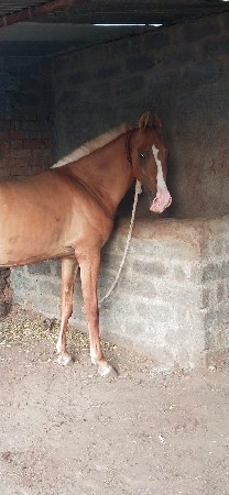 કાઠીયાવાડી ઘોડી લેવાની છે