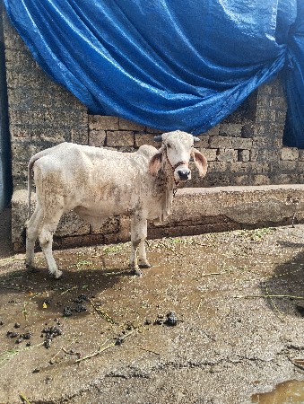 ગાય ને વોડકી
