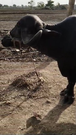 ભેંસ વેચવાની છે