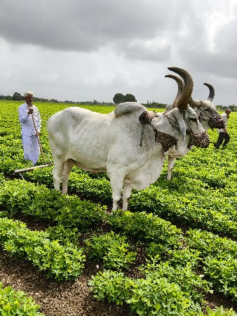 બળદ