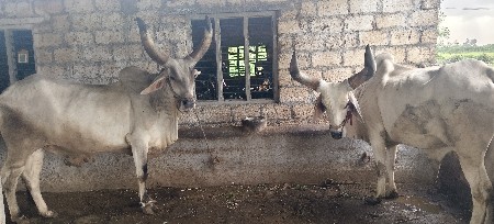બળદ વેચવા ના છે
