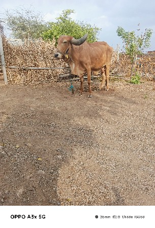 ગઈ વેચવાની છે