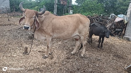 આ ગાય વેચવાની છે