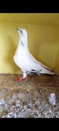 કબૂતર વેચ વાના છે