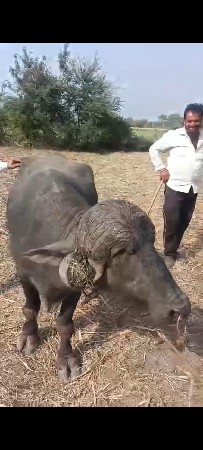 આ પાડો વેચવાનો છે