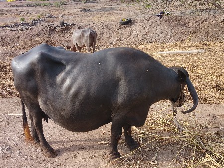 ભેસો વેચાવા છે 2 છે