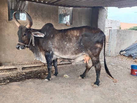 વેચવાની છે