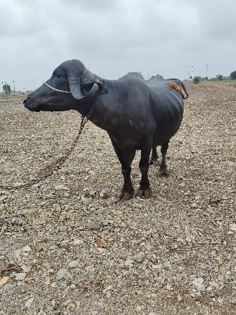 ભેંશ