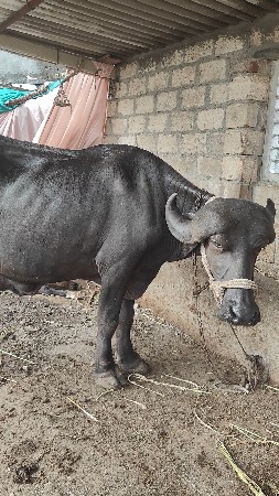 પહેલું વેતર વ્યાસે
