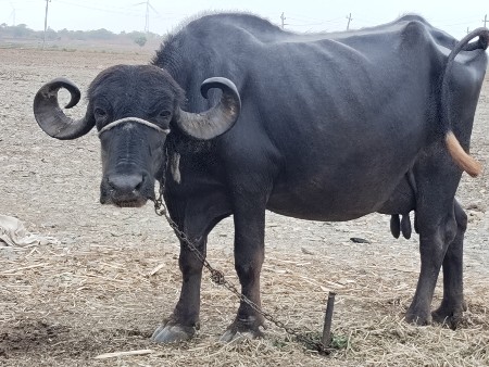 ભેંશ