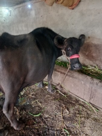 ભેંશ વેચવાની છે 4 થુ વેતર