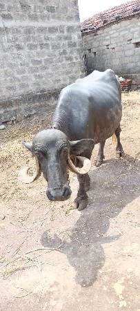 ભેંસ વેચવાની છે