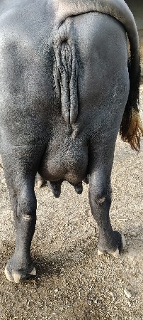 ભેંસ વેચવાની છે