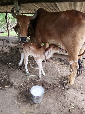 તીજુ.વેતર.નીછે.વિચડી
