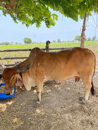 ગાય વેચવાની છે