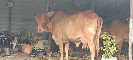 ગાય