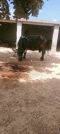 ભેંશ વેચવાની છે