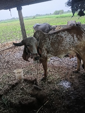 પેલું વેતર