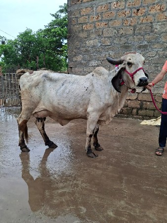 ગાય વેચવાની છે