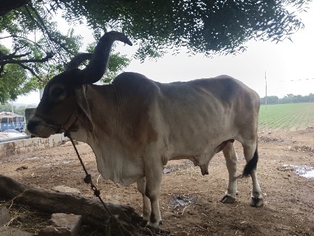 બળદ વેંચવા નાં છે