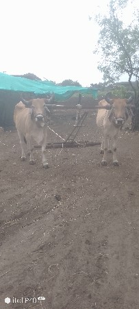 ગોઢલા વેચાવાના