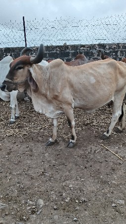 deshi gay