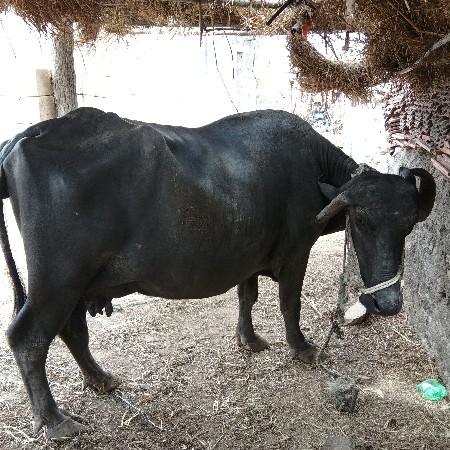 vechavani se