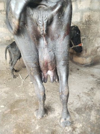 ભેંસ વેચવાની છે