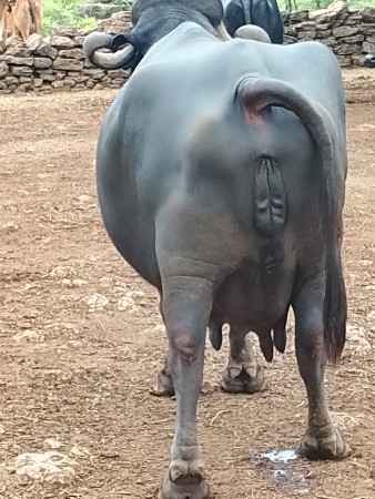 બીજા વેતરનીભેસછે
