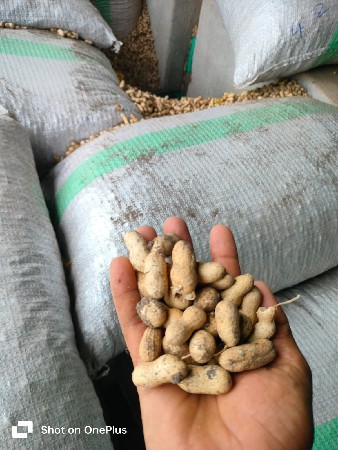 બિયારણ