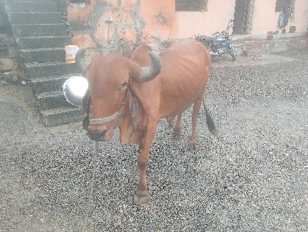 બળદ વેચવા નો છે