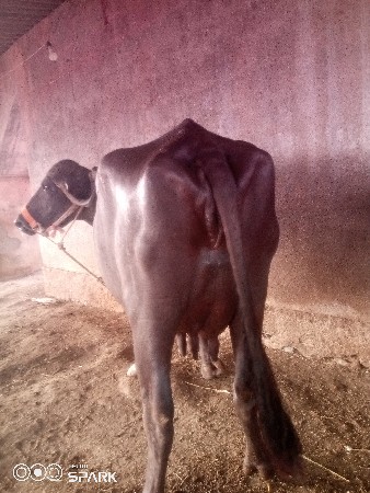 વેચવાનુછે
