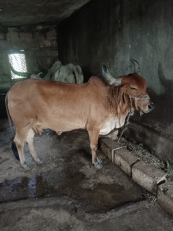 ગાય વેચવાની