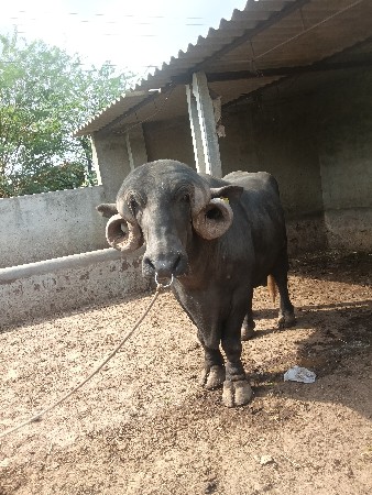 વેચવાનો