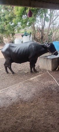 ભેસ