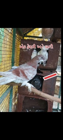 કબૂતર વેચવાના છે બોવ સારા છે